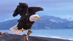 Nature Eagles bald eagles