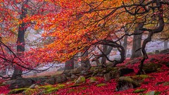 Nature Earth forests