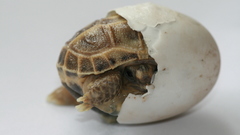 Nature eggs Animals turtles