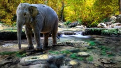 Nature elephants rivers