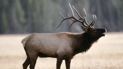 Nature elk
