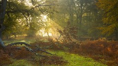 Nature England ash Wood Mark