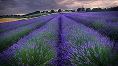 Nature England lavender purple