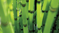 Nature equisetum