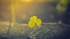 Nature evening falls