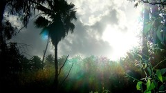 Nature evening forests