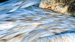 Nature eyes Birds wings feathers national geographic