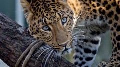 Nature eyes Leopards Chinese