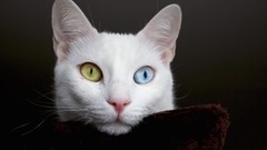 Nature eyes white cats