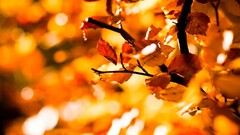 nature fall leaves depth of field bokeh Plants