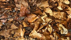 Nature fallen leaves
