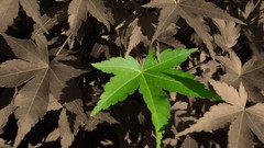 Nature fallen leaves selective coloring