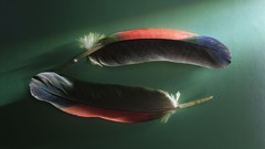 Nature feathers