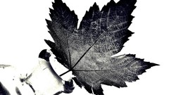 Nature feathers monochrome