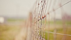 Nature fences blurred background depth of field