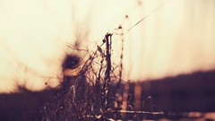 Nature fences bokeh blurred background depth of field photo 