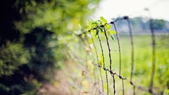 Nature fences bokeh depth of field