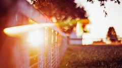 Nature fences bokeh sunlight depth of field