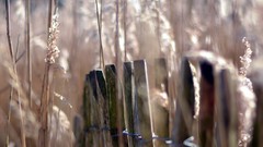 Nature fences depth of field