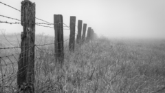 Nature fences fields fog