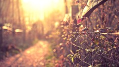 Nature fences sunlight