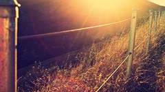 Nature fences sunlight