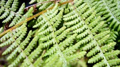 Nature Ferns