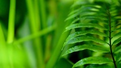 Nature Ferns depth of