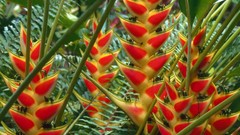Nature Ferns Heliconias saint lucia