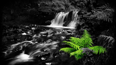 Nature Ferns selective coloring