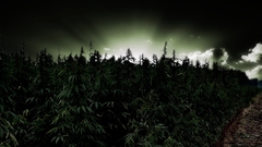 Nature field Green Plants drugs bliss