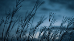 Nature fields monochrome