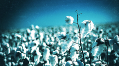 Nature fields Plants bokeh