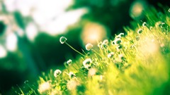 Nature fields summer sunlight