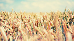 Nature fields summer wheat