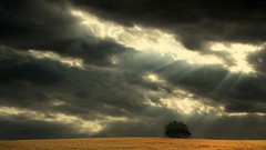 Nature fields sunlight skies