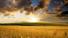 Nature fields the sun