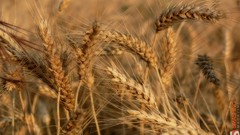 Nature fields wheat macro