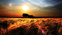 Nature fields wheat Photo