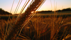 Nature fields wheat Plants