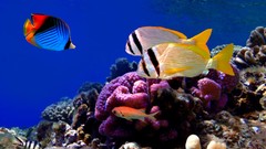 Nature fish exotic coral reef
