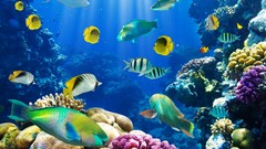 Nature fish exotic coral reef