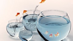 Nature fish goldfish jumping fish tank