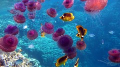Nature fish jellyfish underwater sealife coral reef