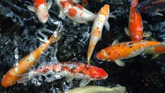 Nature fish koi