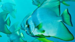 Nature fish national geographic