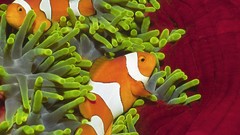 Nature fish pair clownfish Solomon Islands