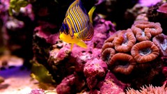 Nature fish reef tropical