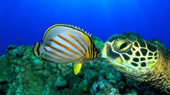 Nature fish underwater