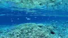 Nature fish underwater